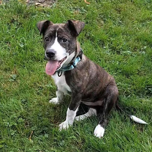 A baby small-sized female Brindle Mixed Breed dog named Fern for adoption in Mentor, OH
