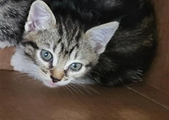 A baby medium-sized male Domestic Long Hair cat named Cider for adoption in Dallas, TX