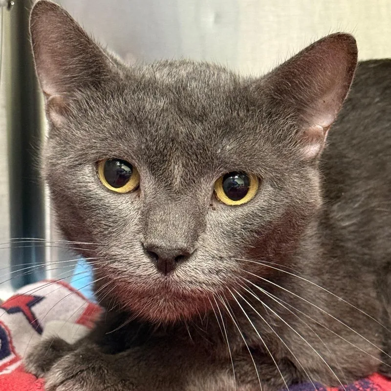 An adult medium-sized male Domestic Short Hair cat named Percival for adoption in Perkiomenville, PA