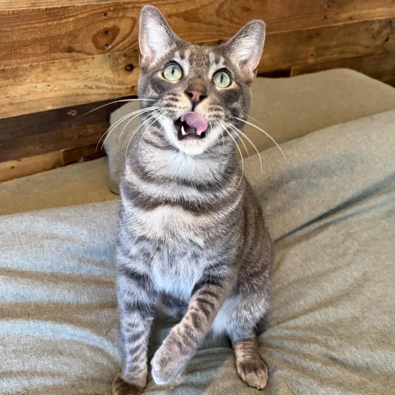 An adult small-sized male Gray / Blue / Silver Domestic Short Hair cat named Froggy for adoption in Costa Mesa, CA