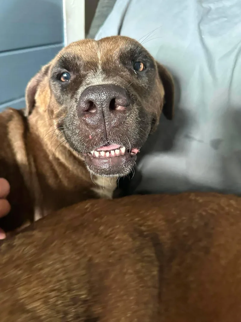 An adult medium-sized female Bicolor Labrador Retriever dog named Dolly for adoption in Willis, TX