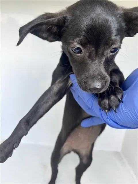 A baby small-sized female Chihuahua dog named A for adoption in Houston, TX