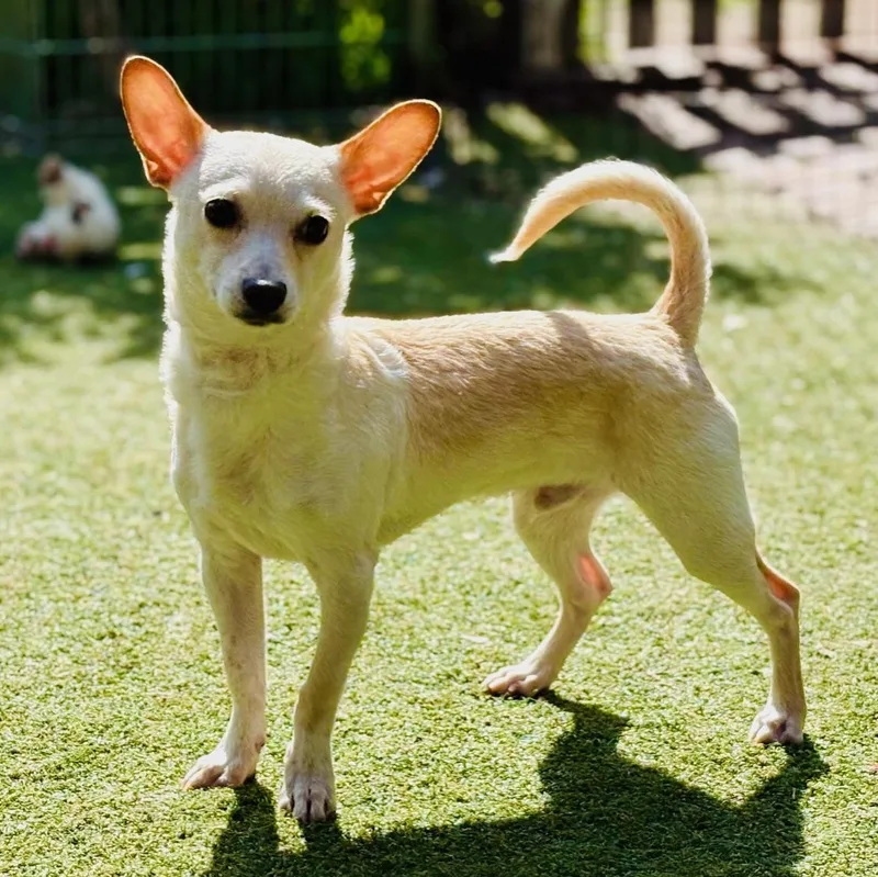 A young small-sized male Yellow / Tan / Blond / Fawn Chihuahua dog named Alvin for adoption in Beverly Hills, CA