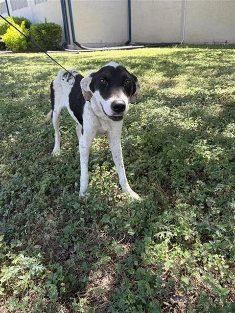 A young medium-sized female American Staffordshire Terrier dog named Vaca for adoption in San Antonio, TX