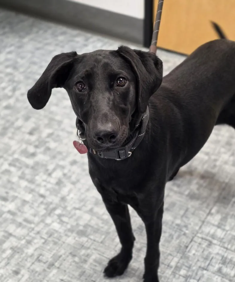 A young small-sized female Labrador Retriever dog named Shadow for adoption in Loveland, CO