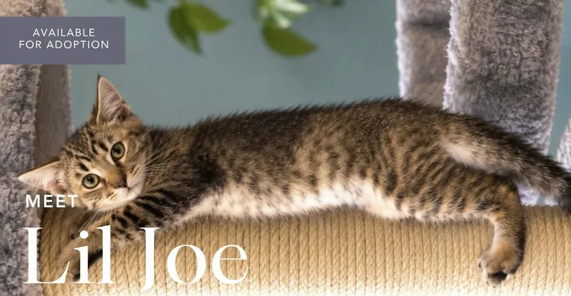 A baby medium-sized male Domestic Short Hair cat named Lil Joe and Osiris for adoption in Kenhorst, PA