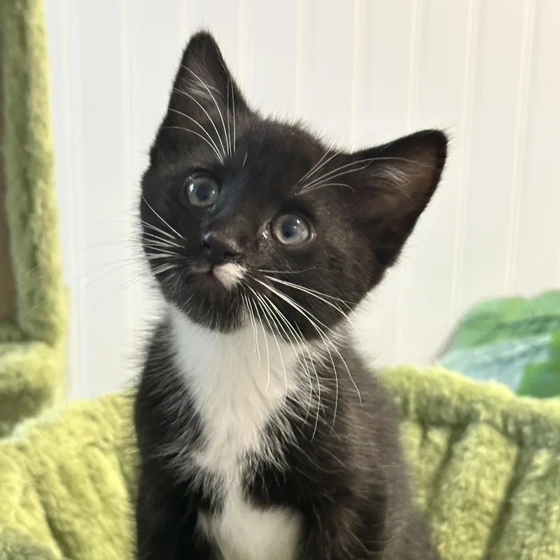 A baby medium-sized male Black & White / Tuxedo Domestic Short Hair cat named Travis for adoption in Pontiac, MI