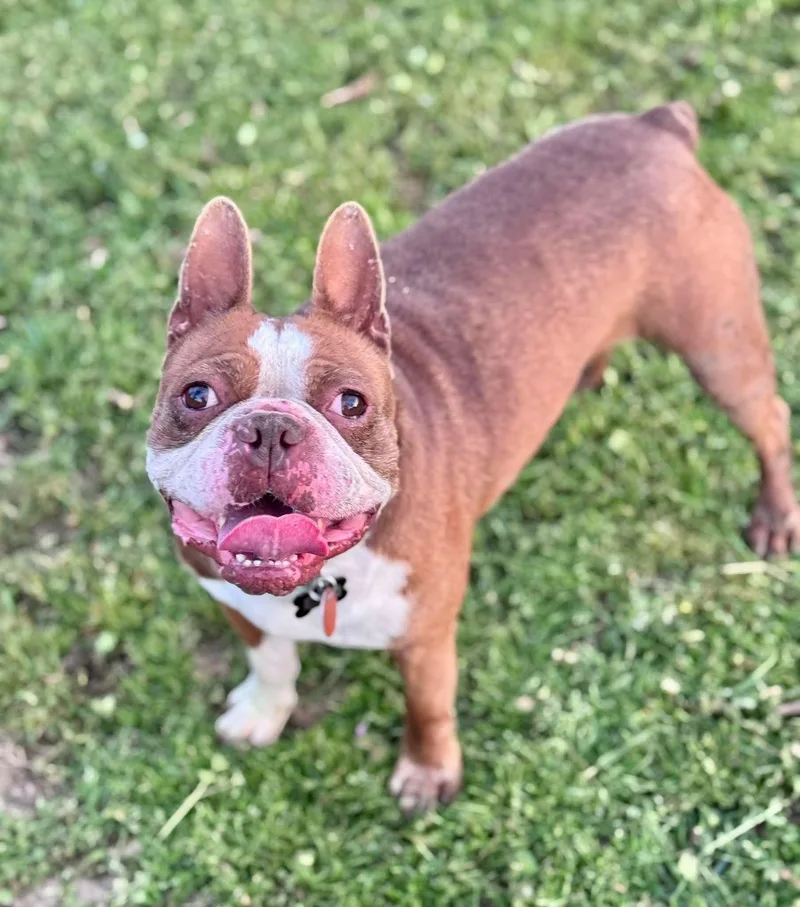 Cowboy Red thumbnail 2