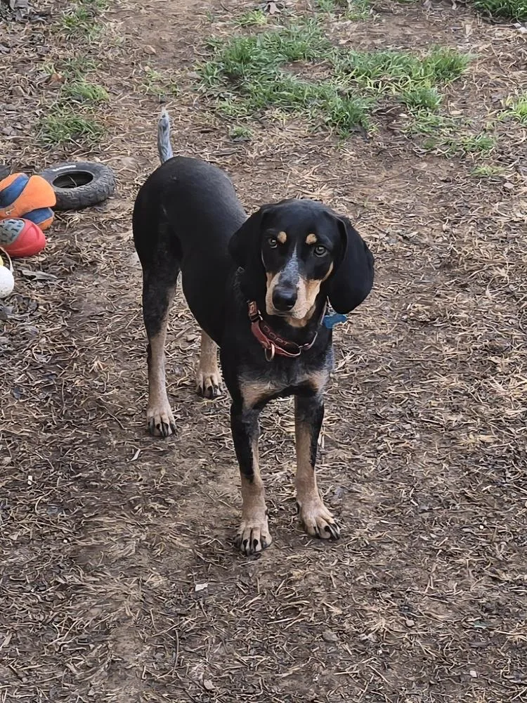 Bluebelle thumbnail 2