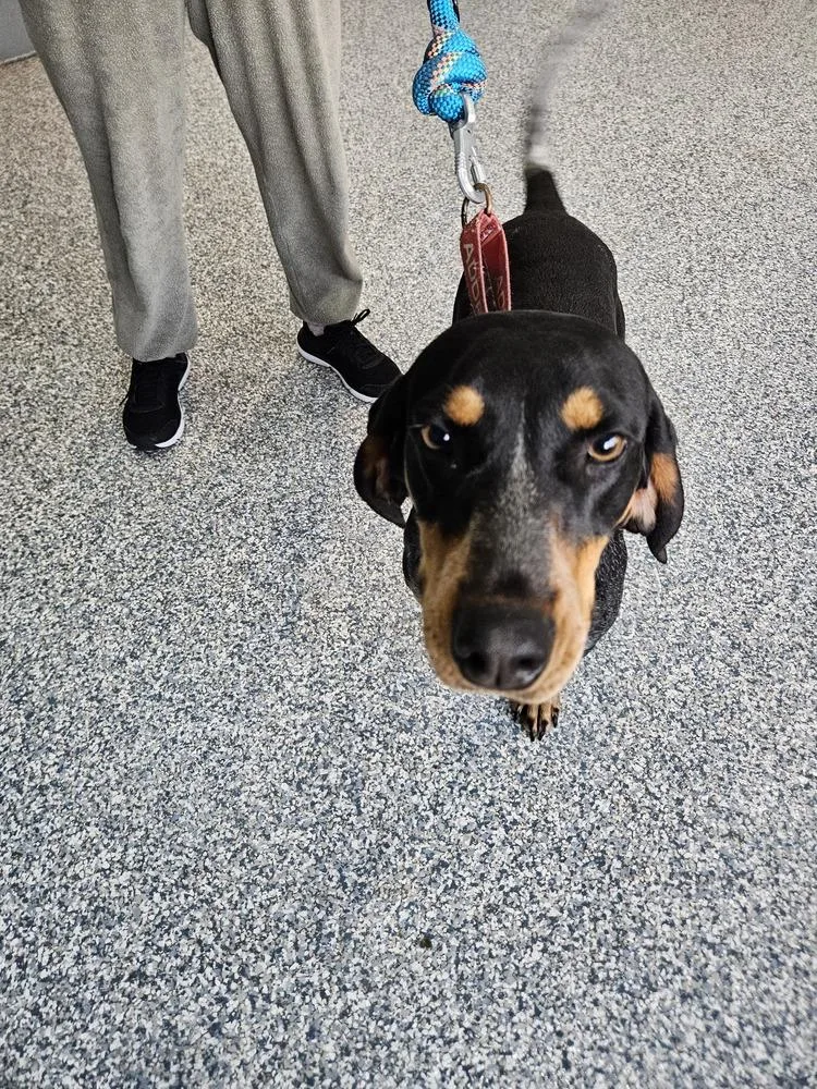 Bluebelle thumbnail 3