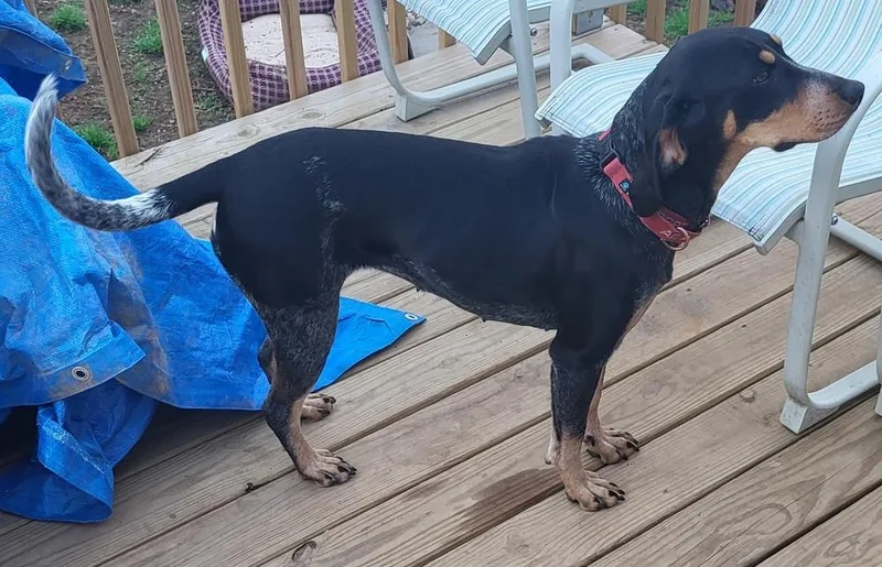 Bluebelle thumbnail 5