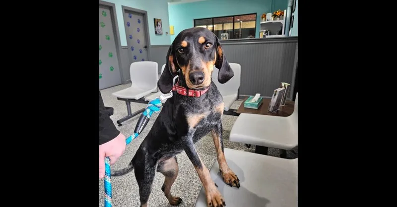 Bluebelle thumbnail 6