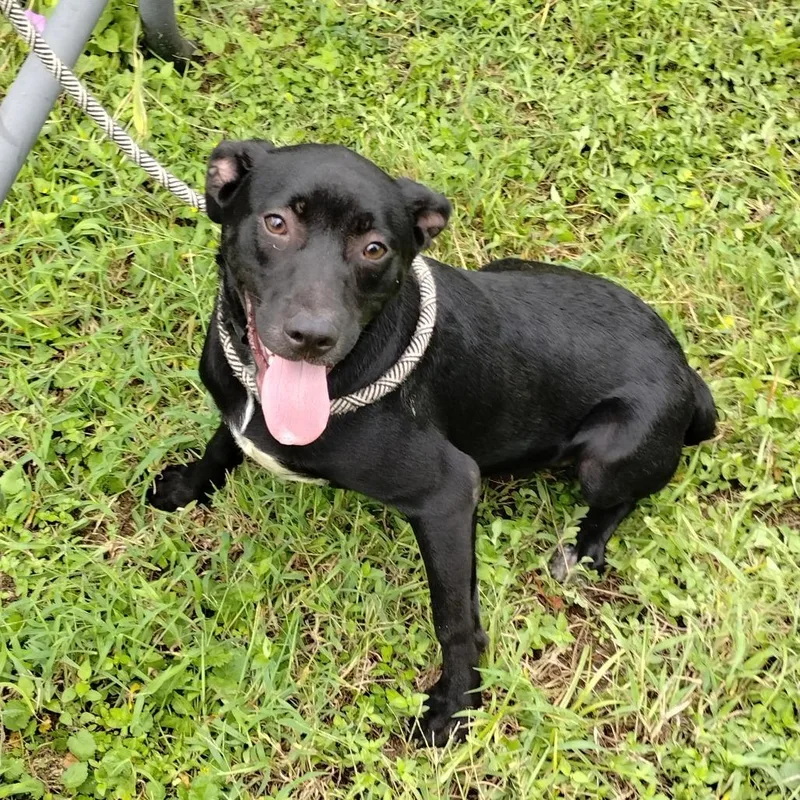 A young small-sized male Black Labrador Retriever dog named Demetri P for adoption in Corsicana, TX
