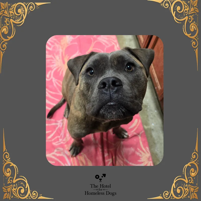 A young medium-sized male Brindle American Staffordshire Terrier dog named Bruno for adoption in Cumberland, RI
