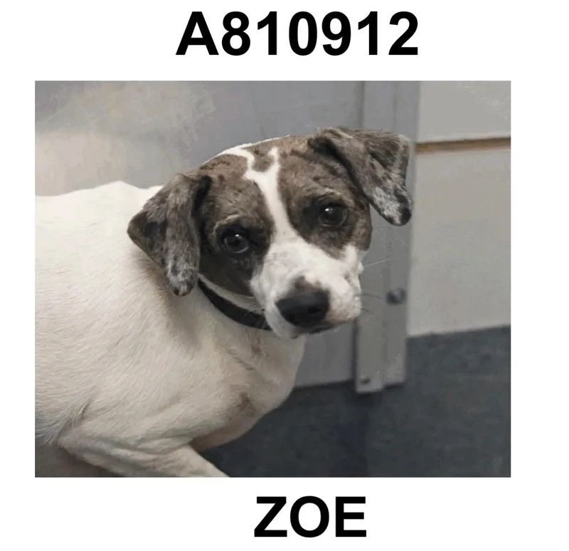 Zoe thumbnail 3