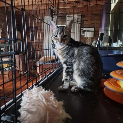 A baby small-sized female Tabby (Brown / Chocolate) Domestic Short Hair cat named Honey Rose for adoption in Tampa, FL