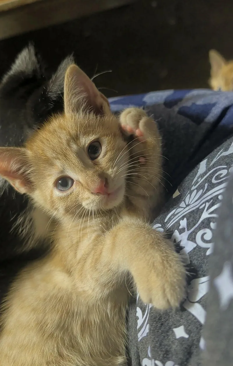 A baby small-sized male Tabby (Orange / Red) Domestic Short Hair cat named October for adoption in Milwaukee, WI