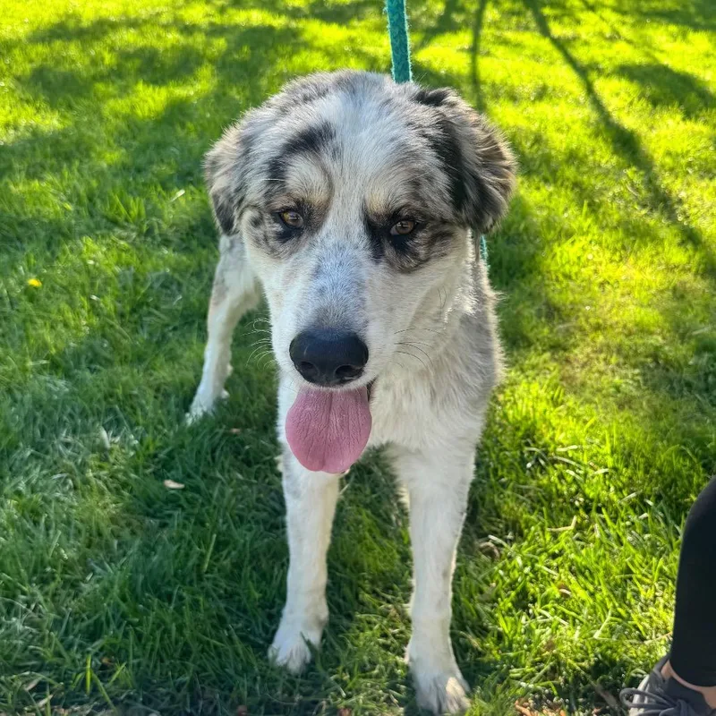 An adult large-sized male Great Pyrenees dog named Bill Chino Hills for adoption in Chino Hills, CA