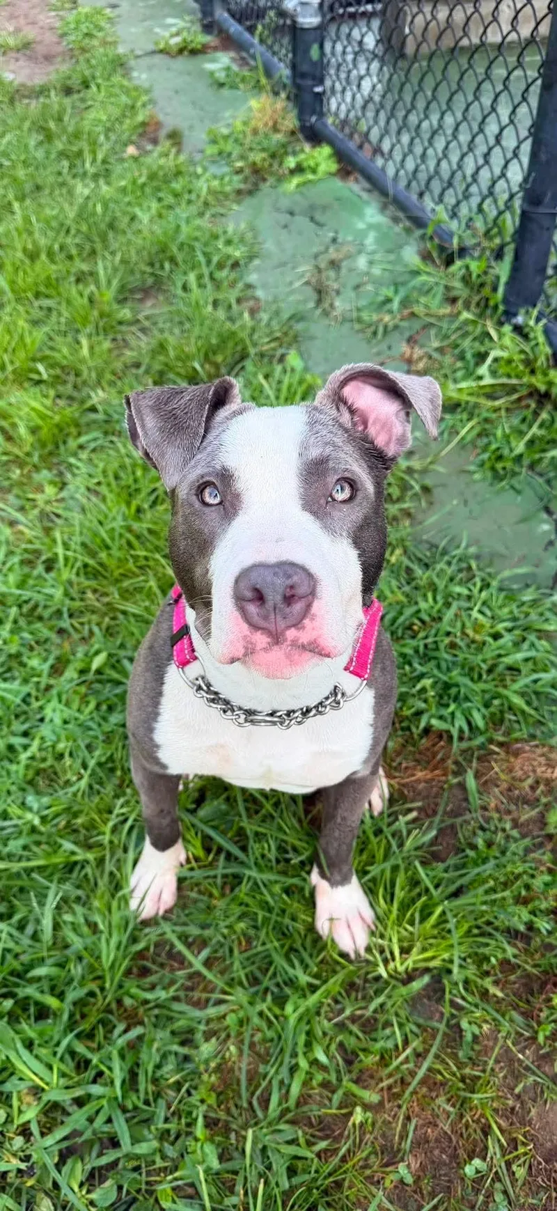 A young medium-sized female Terrier dog named Devine for adoption in Southold, NY