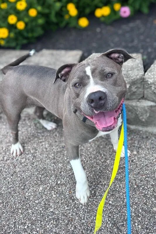 An adult large-sized female Gray / Blue / Silver Mixed Breed dog named Jeep for adoption in Cincinnati, OH