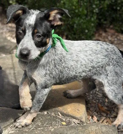 A young small-sized female Australian Cattle Dog / Blue Heeler dog named Mayhem for adoption in Midland, VA