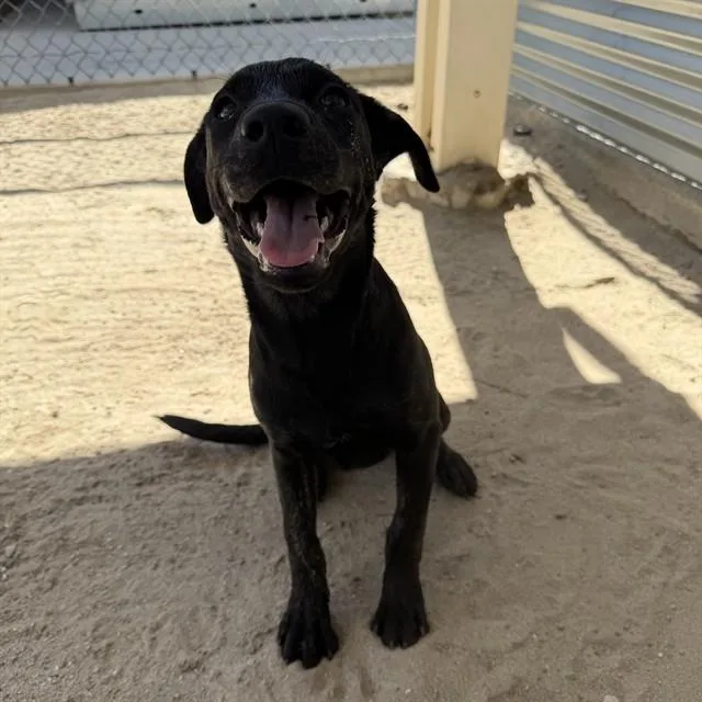 A baby small-sized female Border Collie dog named Rose for adoption in Riverside, CA