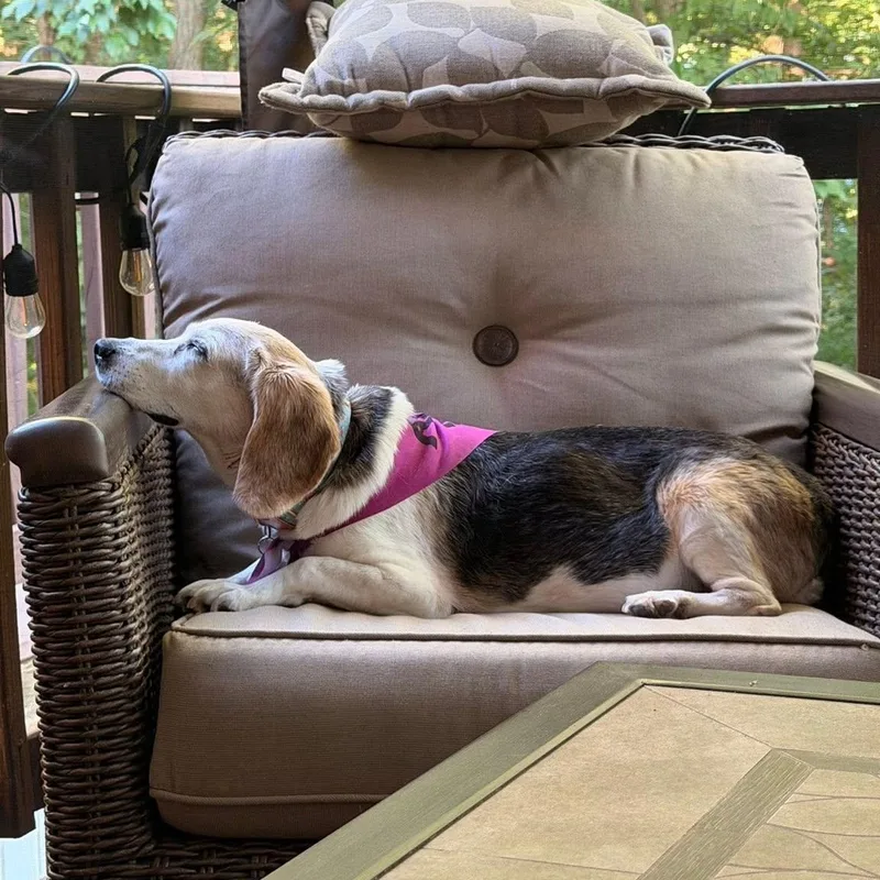 Rosie thumbnail 4