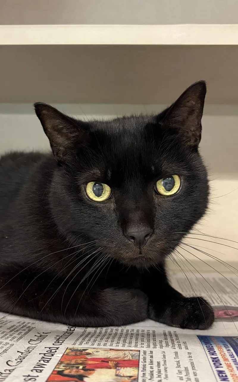 A senior medium-sized male Domestic Short Hair cat named Duran Duran for adoption in Beacon, NY
