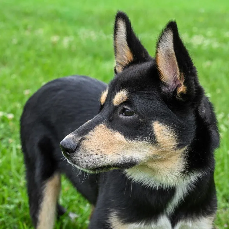 A young medium-sized female Husky dog named Puppy Cherokee for adoption in Franklin, TN