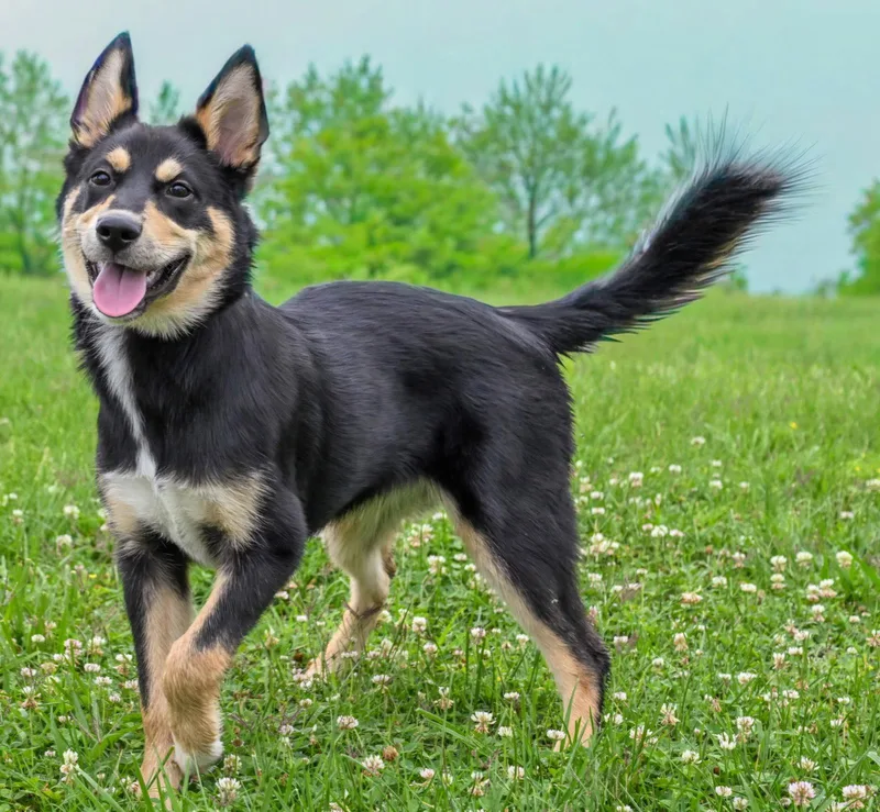 Puppy Cherokee thumbnail 2