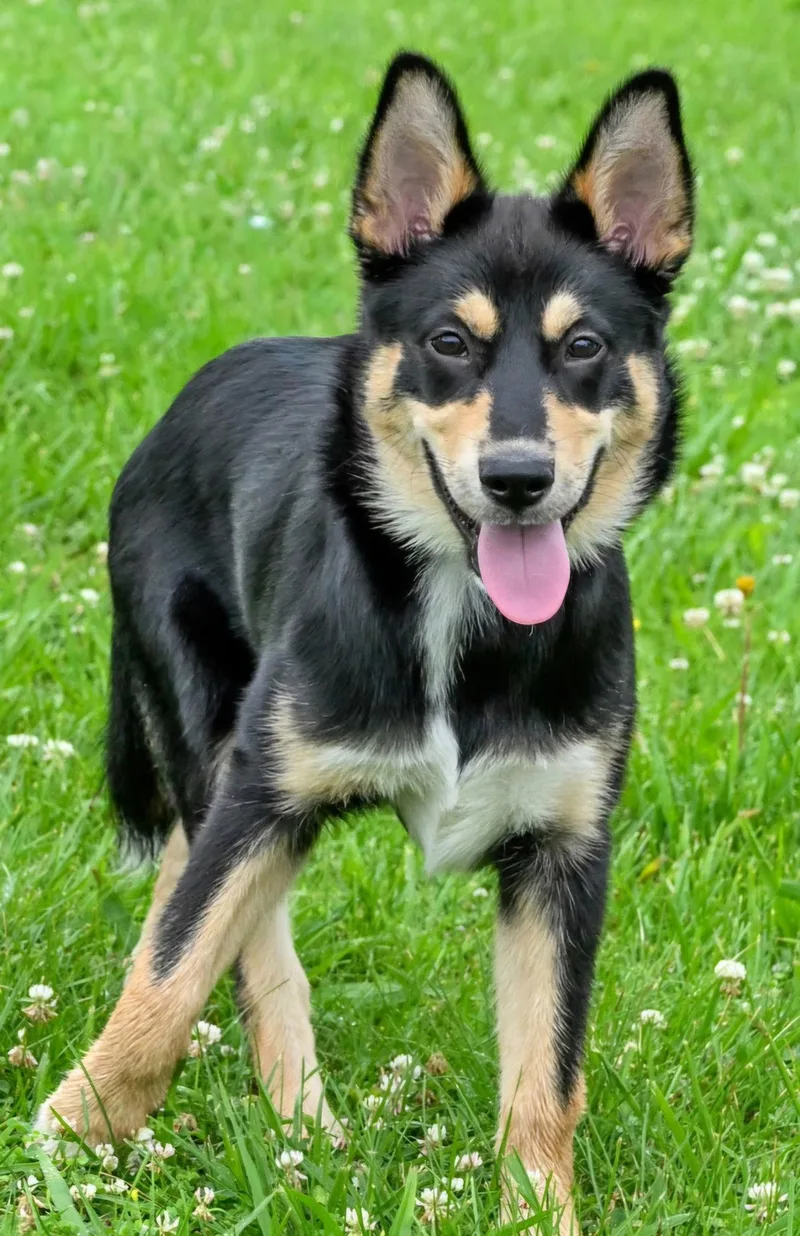 Puppy Cherokee thumbnail 3