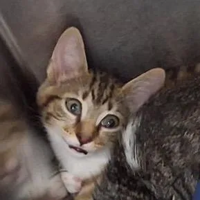 A baby small-sized female Brown / Chocolate Domestic Short Hair cat named Maleficent for adoption in Lake Panasoffkee, FL