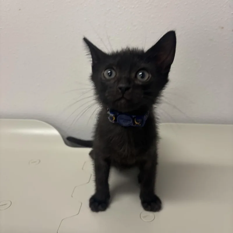 A baby small-sized male Black Domestic Short Hair cat named A Sauce A for adoption in Edinburg, TX