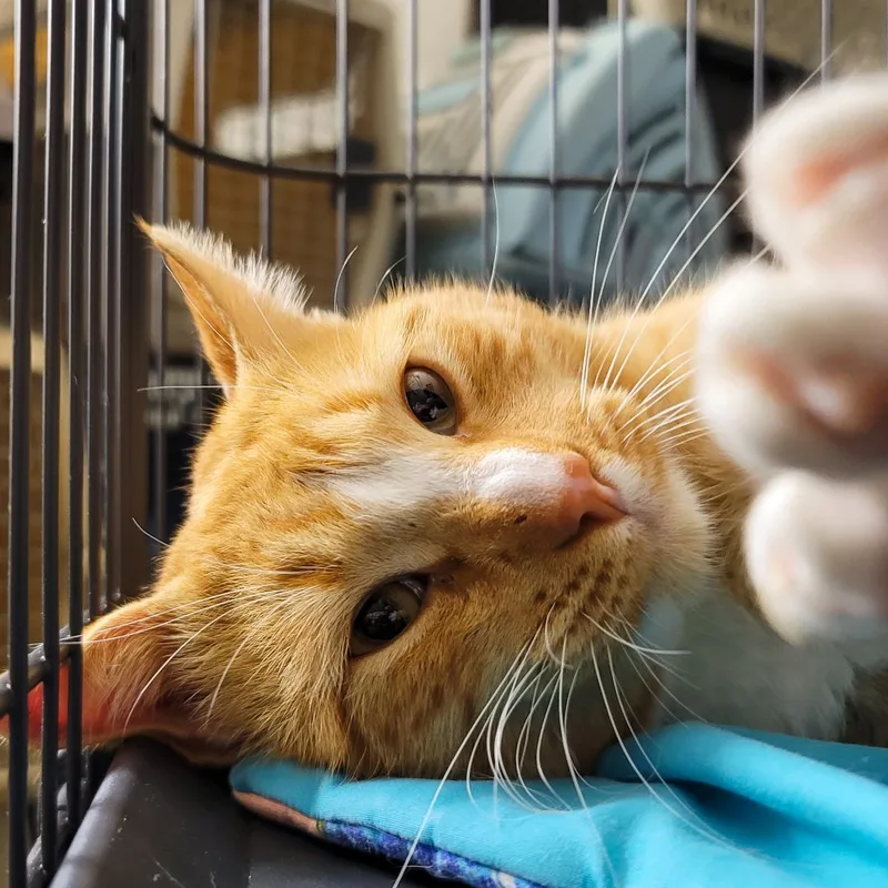 Sherlock thumbnail 2