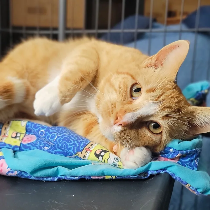 Sherlock thumbnail 3