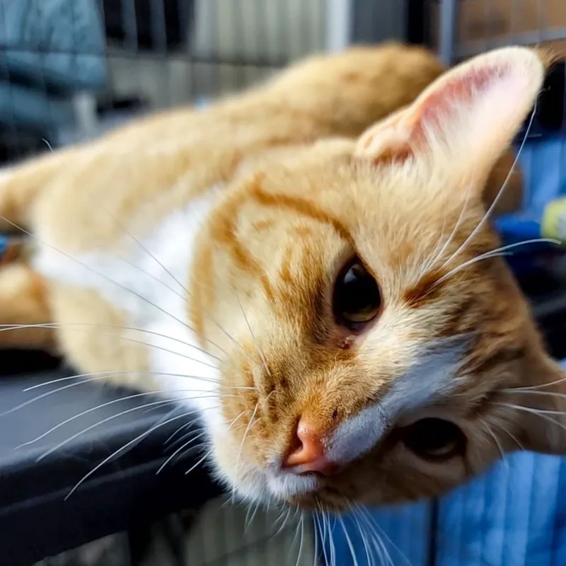 Sherlock thumbnail 4