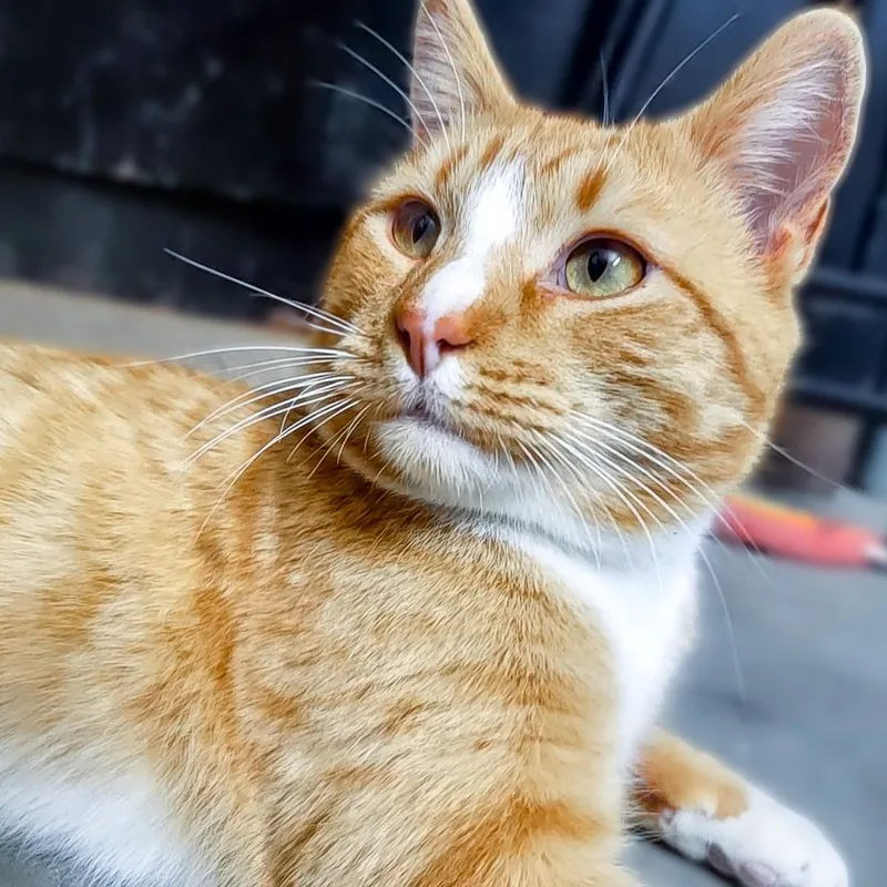 Sherlock thumbnail 5