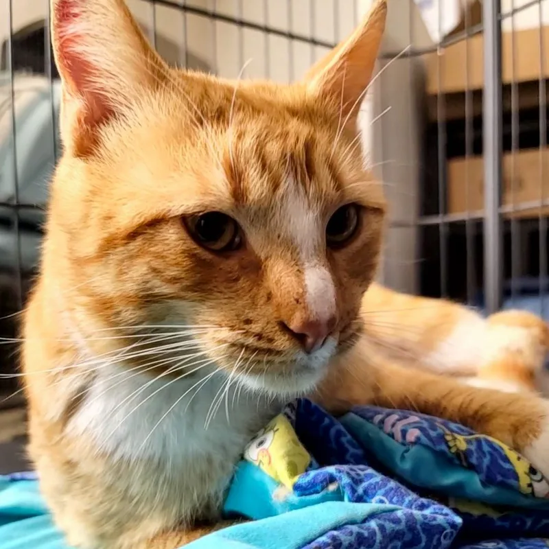 Sherlock thumbnail 6