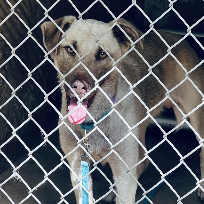 A young medium-sized male German Shepherd Dog dog named Big Tan Boy for adoption in Austin, TX