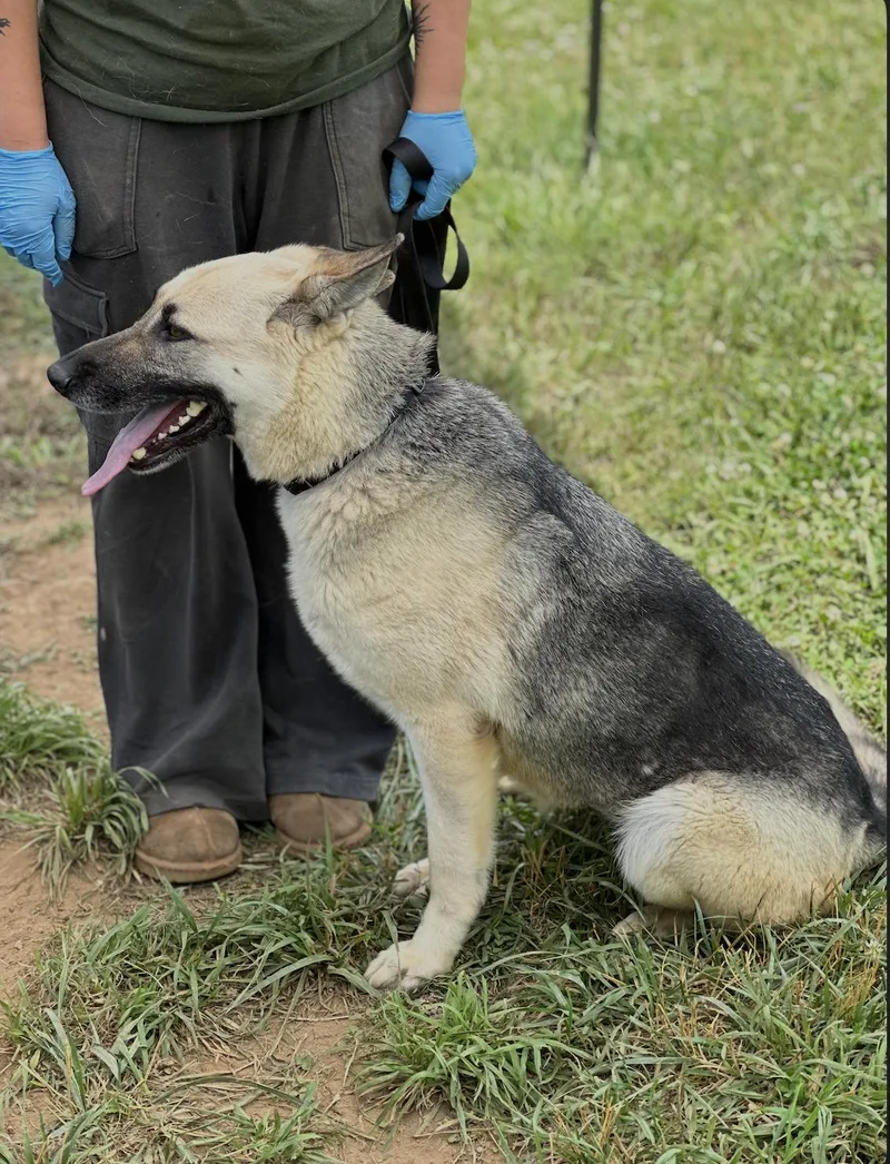 A young large-sized female German Shepherd Dog dog named Lassie for adoption in Chester Springs, PA