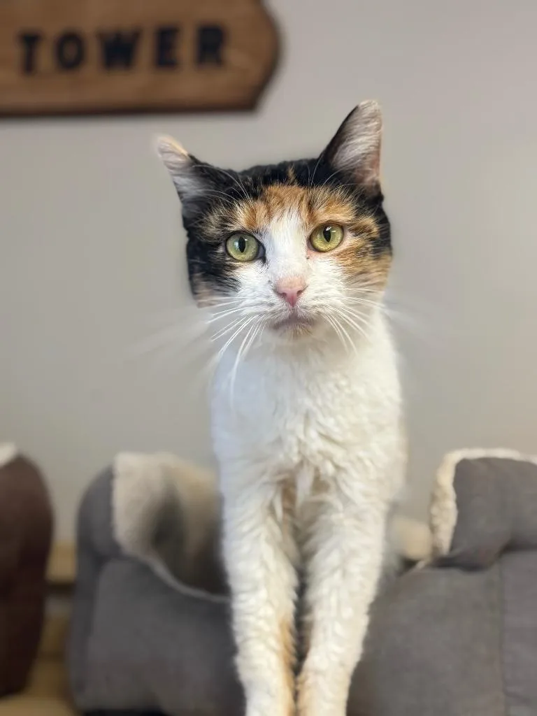 Rag Muffin thumbnail 2