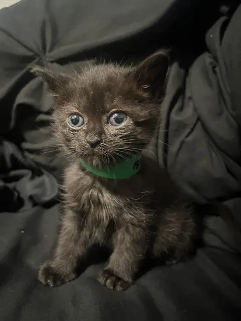 A baby small-sized female Domestic Short Hair cat named Venus for adoption in Camarillo, CA