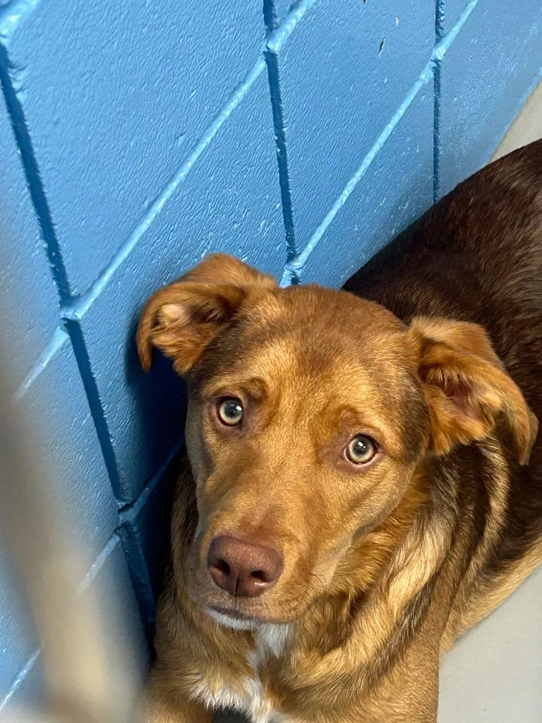 A young medium-sized male Hound dog named George for adoption in Hartsville, SC
