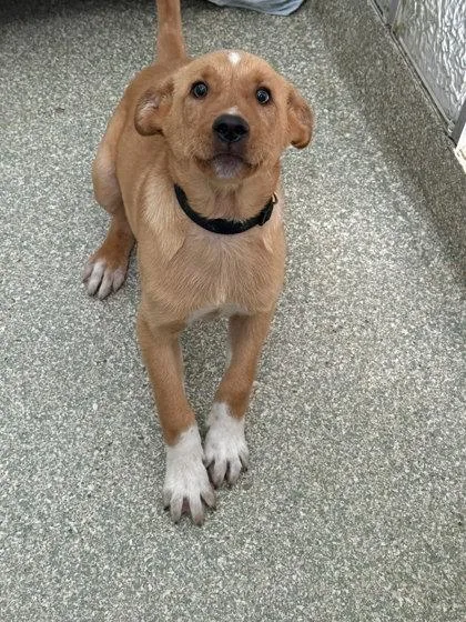A baby large-sized male Retriever dog named Toasted Marshmallow for adoption in Washington, DC