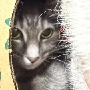 An adult medium-sized female Gray / Blue / Silver Domestic Short Hair cat named Freya for adoption in Ashtabula, OH