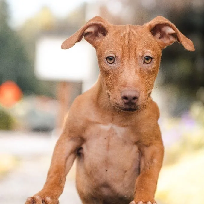 A baby small-sized male Mixed Breed dog named Buttercup for adoption in Newberg, OR