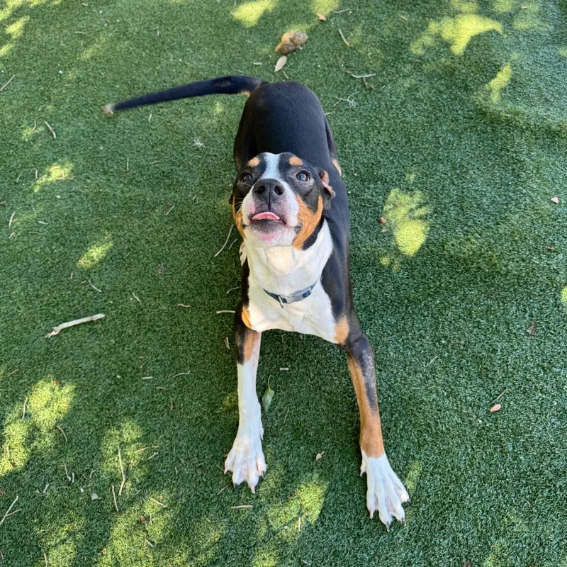 Nigel