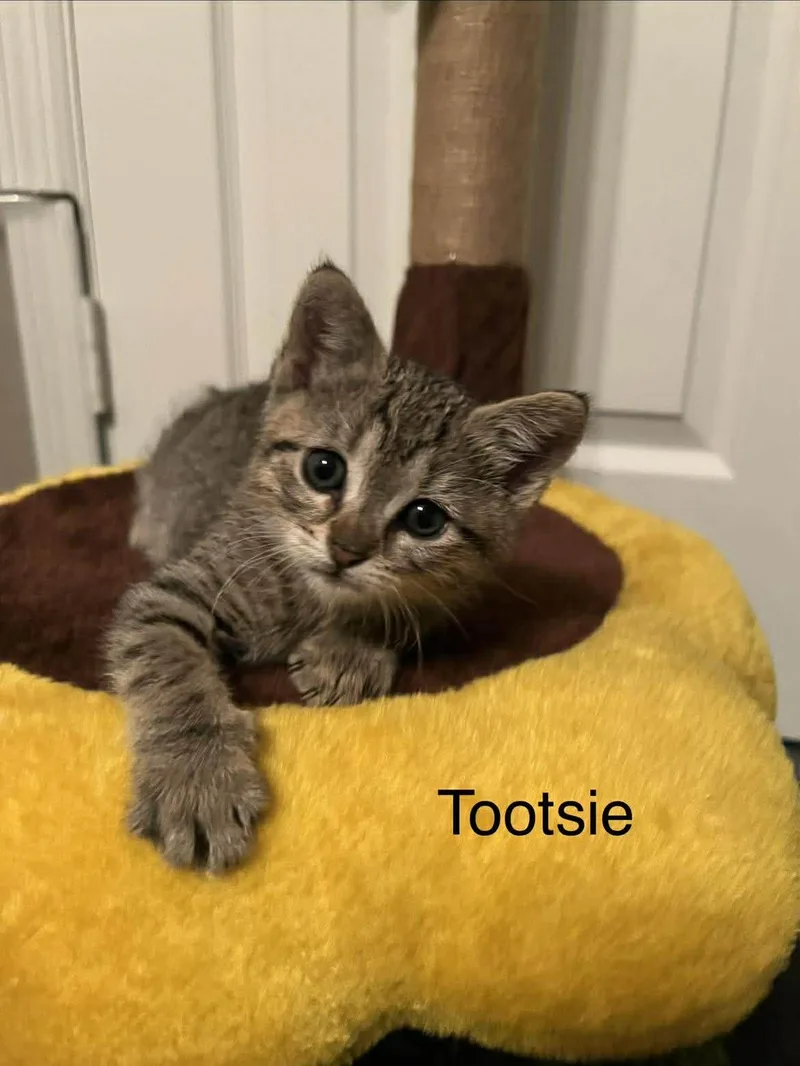 Tootsie thumbnail 4