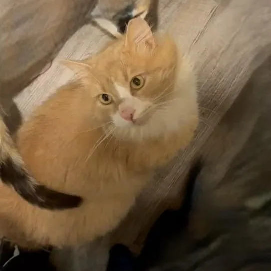 An adult medium-sized male Orange / Red Domestic Medium Hair cat named Curley for adoption in BUTLER, PA