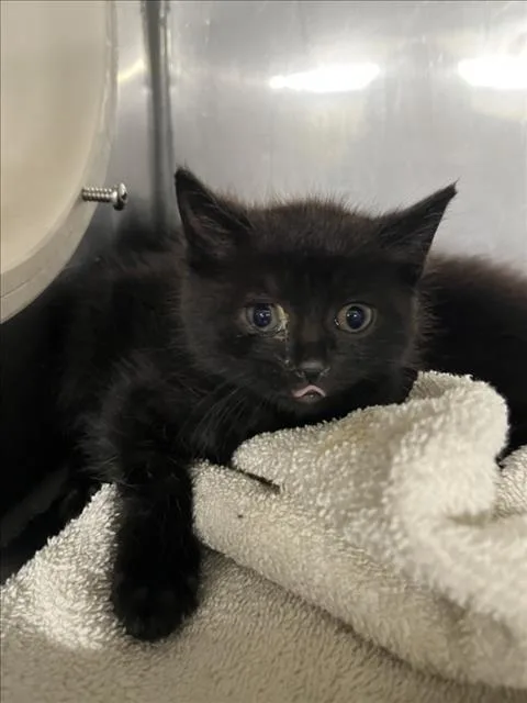 A baby small-sized male Black Domestic Short Hair cat named Choco for adoption in Woodland, CA